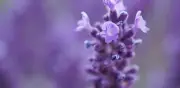 Beneficios de la lavanda en casa: Aroma, insectos y cuidados esenciales