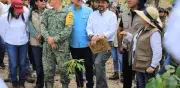 Chiapas lidera reforestación nacional con 25% de los árboles