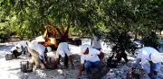 China aplica aranceles del 17.8% al 51.6% a nueces pecanas de México