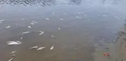 Crítica crisis ambiental en Vega de Alatorre: muerte masiva de peces
