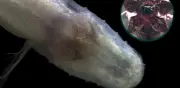 Descubren al pez Demogorgon, nueva especie ciega en Alabama