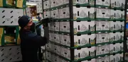 EE. UU. suspende exportaciones de aguacate de Michoacán por amenaza