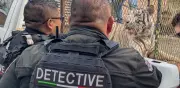 Ejército y Guardia Nacional aseguran tigre y cocodrilo en narco-lavandería en Juárez