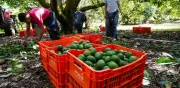 EU reanuda parcialmente exportaciones de aguacate michoacano desde el 8 de agosto