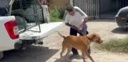 Evalúan sacrificio de 'Canelo', pitbull que atacó a abuela en Zapopan