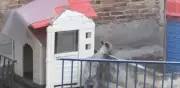 Exigen rescate de perro Schnauzer abandonado y herido en azotea de CDMX