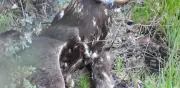 Liberan Águila Real rehabilitada en Chihuahua con seguimiento satelital
