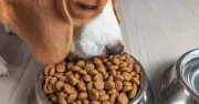 Mercado de alimentos para perros en México crecerá 4.7% anual hasta 2035