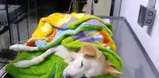 Perrita Kira atropellada intencionalmente en Iztapalapa; pronóstico reservado