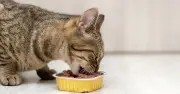 Profeco reprueba alimentos húmedos para gato por incumplir etiquetas