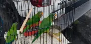 Profepa rescata pericos y decomisa pieles en tianguis de Actopan