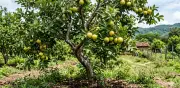 Árbol de guayaba en casa: ventajas, desventajas y cuidados