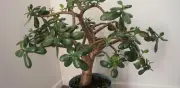 Árbol de jade: riesgos tóxicos para niños y cuidados esenciales