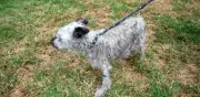 Rescatan a Boby Boroboy, perrito abandonado en azotea de Miguel Hidalgo