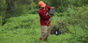 Sedema detalla zonas de reforestación en CDMX para este domingo