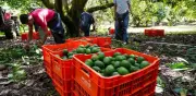 Sheinbaum busca reunión con USDA para reactivar exportaciones de aguacate