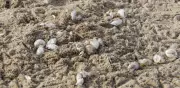 Tortugas golfinas regresan a Escobilla; santuario oaxaqueño sigue activo