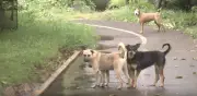 Tras cateo en Ixtapaluca, perros callejeros buscan alimento en albergue abandonado