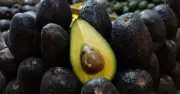 USDA reanuda inspecciones y aguacate michoacano regresa a EE.UU.